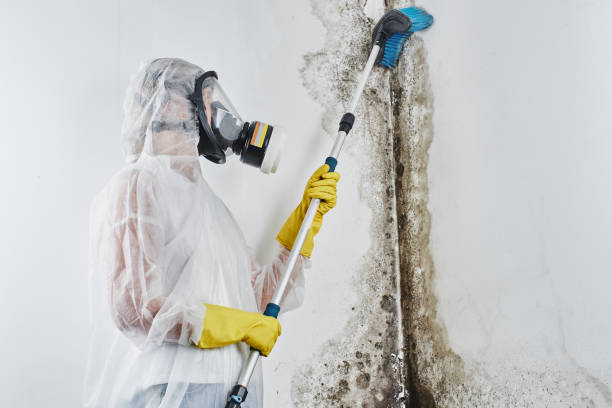 Best Residential Mold Removal  in Tabor City, NC