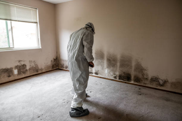 Best Toxic Mold Removal  in Tabor City, NC