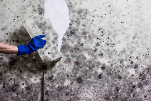 Best Mold Remediation  in Tabor City, NC