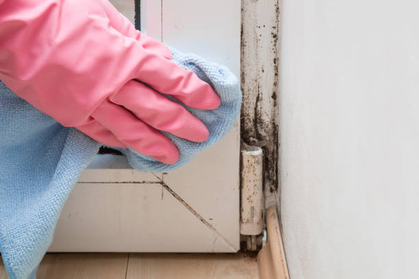 Best Crawl Space Mold Removal  in Tabor City, NC