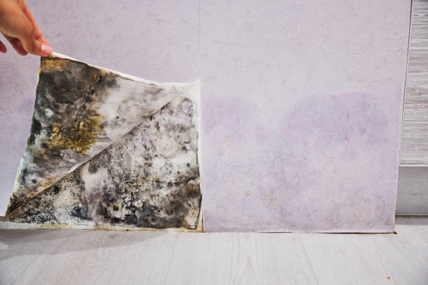 Best Black Mold Removal  in Tabor City, NC